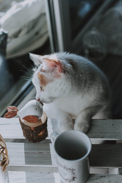 木制的桌子上的白色和橙色的猫 · 免费素材图片