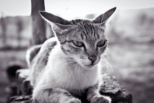 白色和黑色的虎斑猫的灰度照片 · 免费素材图片