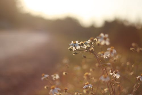 白色雏菊芙蓉关闭了摄影 · 免费素材图片