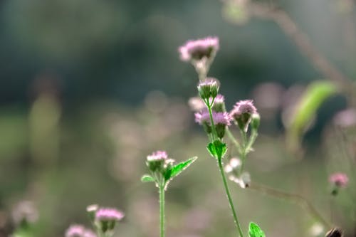 粉红色的花朵的宏观照片 · 免费素材图片