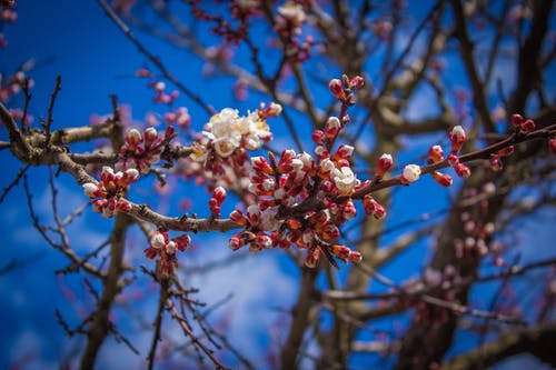 白色和红色的花瓣花 · 免费素材图片