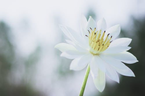 移轴镜头中的白色和黄色花朵 · 免费素材图片