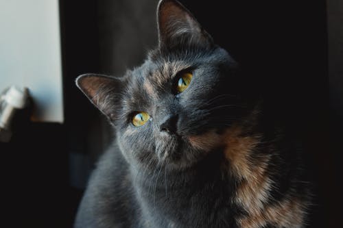 灰色和棕色的猫的特写照片 · 免费素材图片