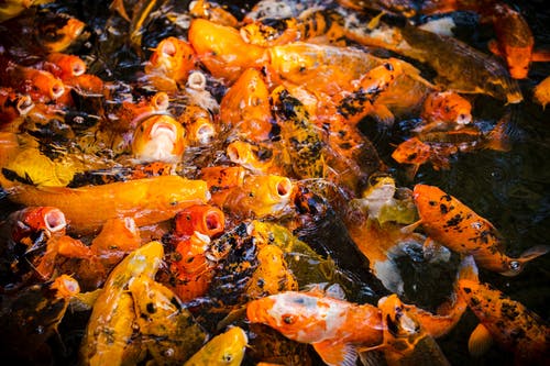 橙色和白色的鱼 · 免费素材图片