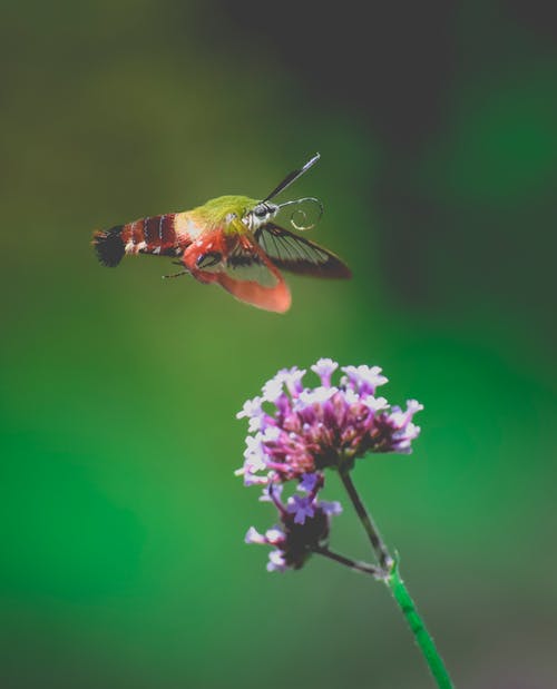 有关clearwing, 充满活力, 全身的免费素材图片