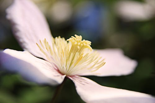 白色和黄色的花蕾 · 免费素材图片