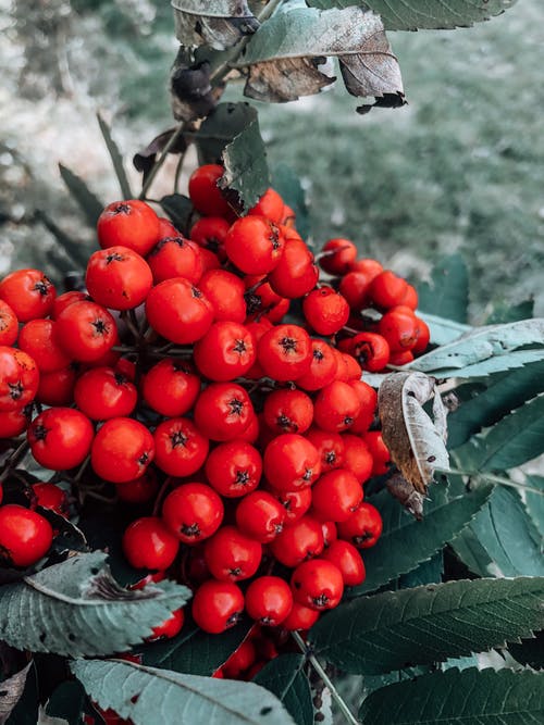 有关rowanberry, 垂直拍摄, 天性的免费素材图片