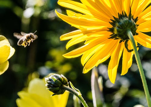 在白天的焦点摄影期间与黑黄蜂的黄色花瓣花 · 免费素材图片