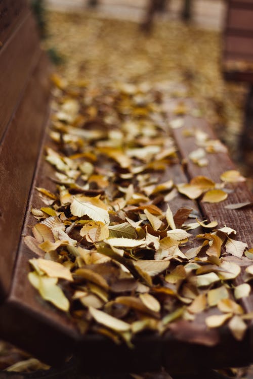 棕褐色的木质表面上的叶子 · 免费素材图片