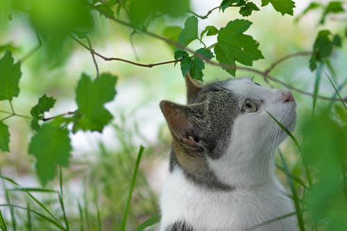 白色和灰色的猫站在树下的特写摄影 · 免费素材图片