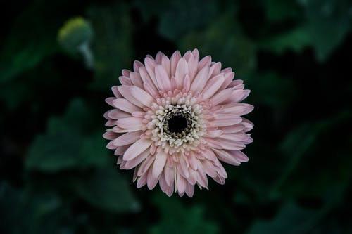 粉色非洲菊雏菊花的选择性焦点照片 · 免费素材图片