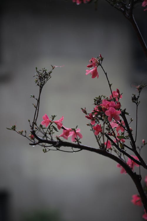 选择性聚焦摄影pf粉红色花瓣的花 · 免费素材图片