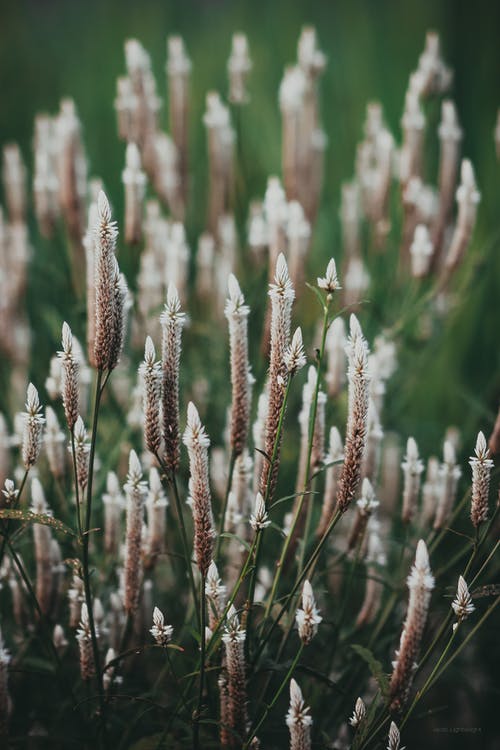 棕色植物的浅焦点摄影 · 免费素材图片