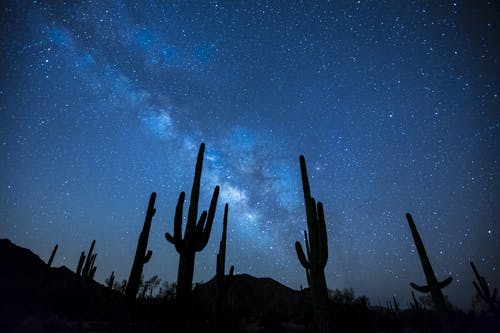 星空下的仙人掌植物 · 免费素材图片