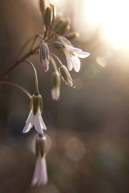 白色的花瓣花的特写摄影 · 免费素材图片