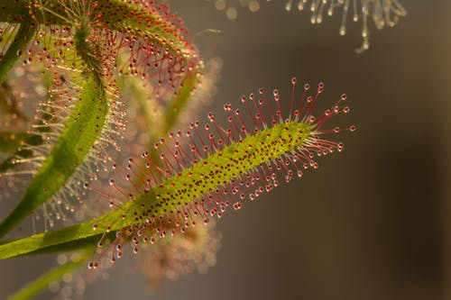 红色和绿色的叶子植物 · 免费素材图片
