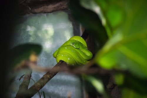 绿蛇在树枝上 · 免费素材图片