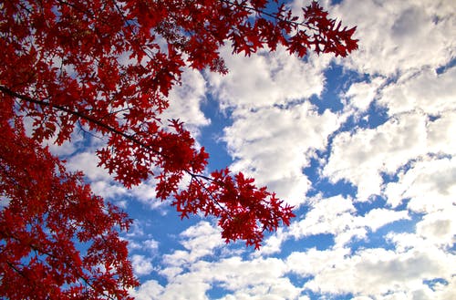 白天多云的蓝天下红叶树的低角度摄影 · 免费素材图片