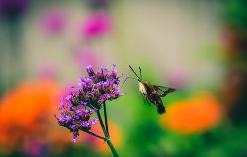 有关clearwing, 充满活力, 全身的免费素材图片