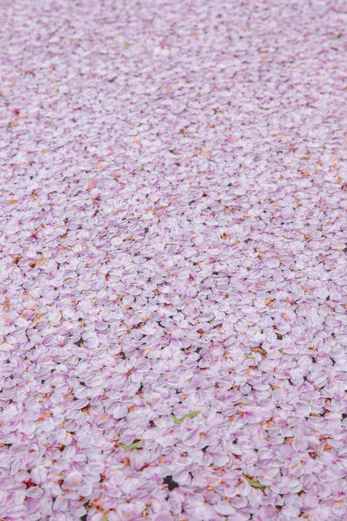 明亮的樱花树花在人行道上的带纹理的背景 · 免费素材图片