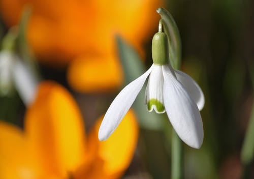 白花芽 · 免费素材图片