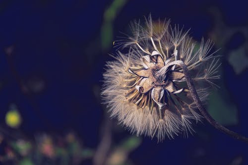 弯曲的白色花瓣花 · 免费素材图片