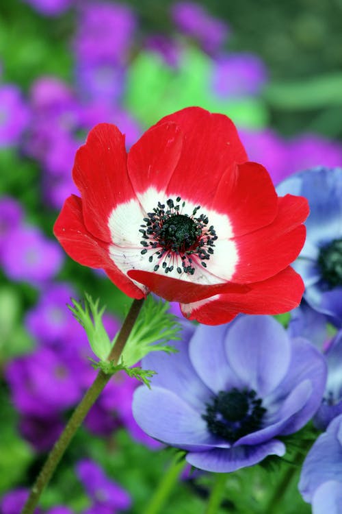 紫色花瓣花旁边的红色和白色花瓣花 · 免费素材图片