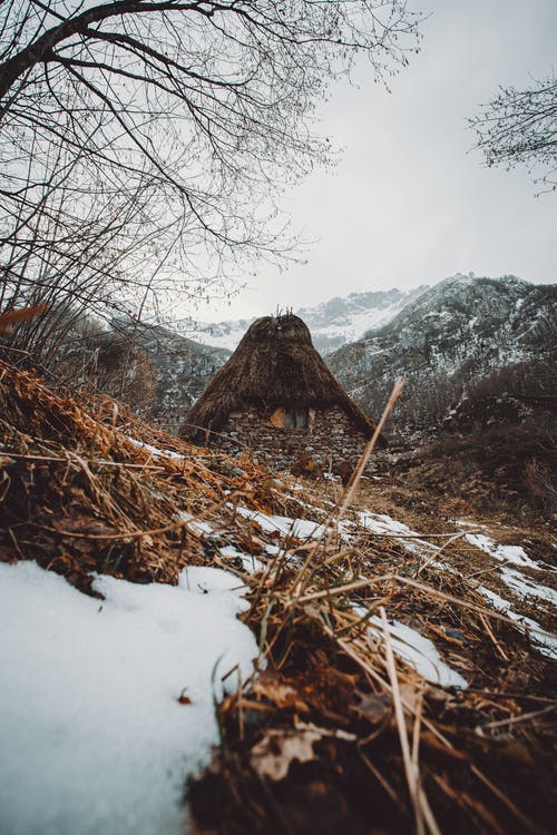 在积雪覆盖的地面上的棕色树枝 · 免费素材图片