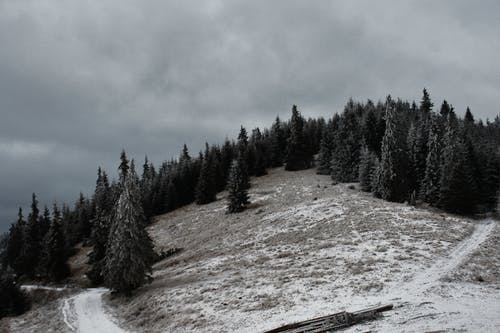 积雪覆盖的山上的绿色松树 · 免费素材图片