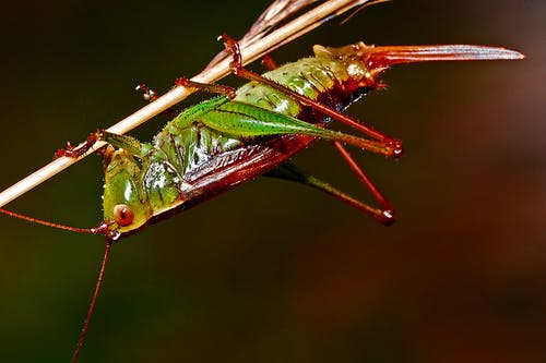 红色和绿色蚱hopper · 免费素材图片