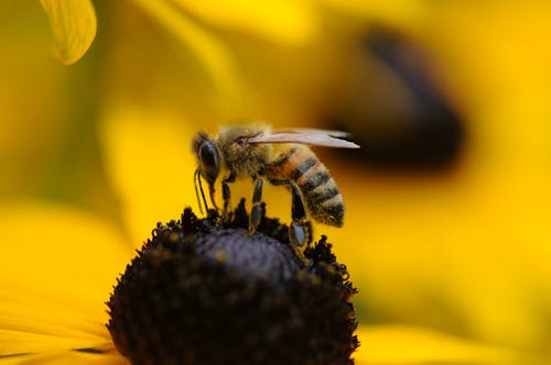 黄色和黑色蜜蜂的倾斜移位镜头摄影 · 免费素材图片