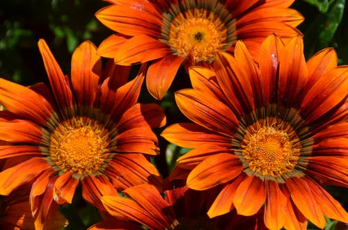 橙色杂色菊 · 免费素材图片