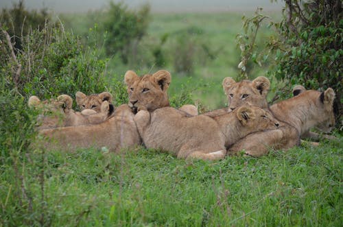 白天，Tan Lionessees在绿色的原野上 · 免费素材图片