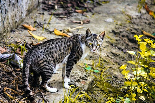 棕色印花猫 · 免费素材图片