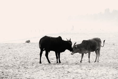 有关动物, 喇叭, 奶牛的免费素材图片