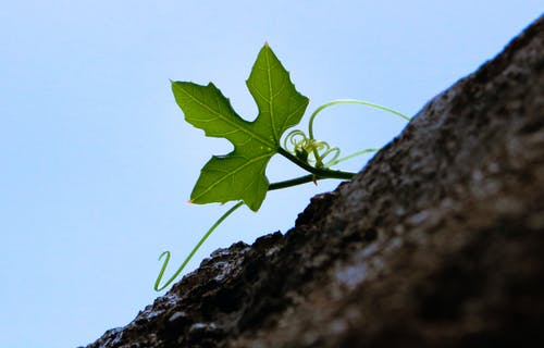 白天在蓝蓝的天空下的绿叶植物 · 免费素材图片