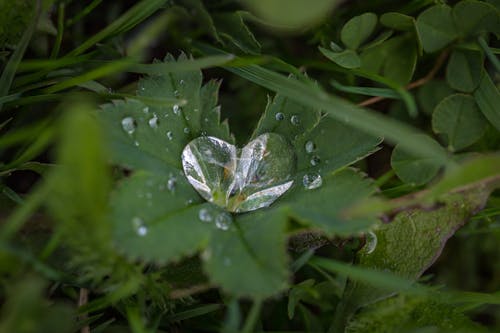 绿叶植物 · 免费素材图片