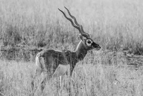 草地上的动物的灰度照片 · 免费素材图片