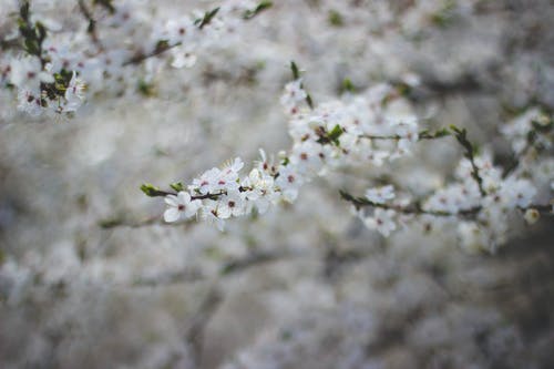 白色开花的树 · 免费素材图片