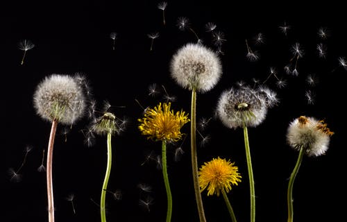 白色和黄色的花瓣花 · 免费素材图片