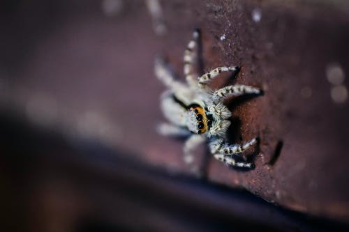 棕色跳墙蜘蛛 · 免费素材图片