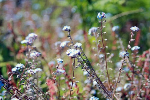 白天的花园里的白色和蓝色的花瓣花 · 免费素材图片