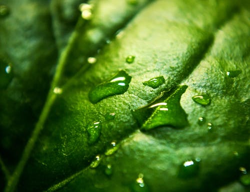 特写照片水湿的绿叶 · 免费素材图片