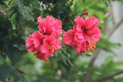 粉色花瓣花的选择性聚焦摄影 · 免费素材图片