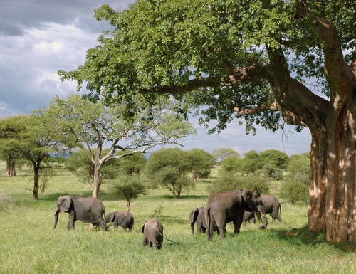 白天在绿草如茵的绿树下的灰色大象群 · 免费素材图片