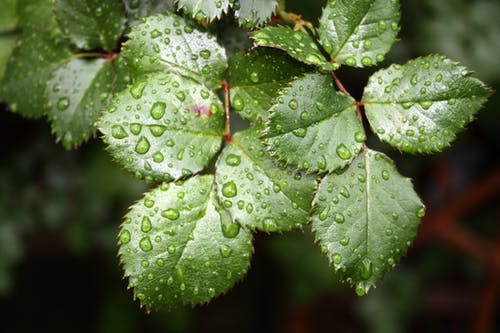 绿玫瑰植物叶子与露水特写摄影 · 免费素材图片