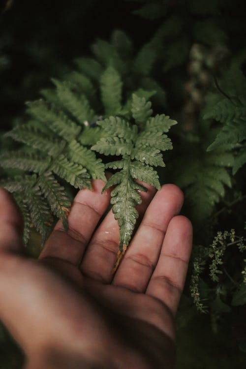 一片叶子的近景照片 · 免费素材图片