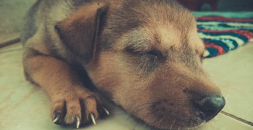 棕褐色和黑色短外套小狗睡在白砖 · 免费素材图片