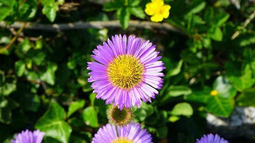 紫色和黄色的花朵 · 免费素材图片
