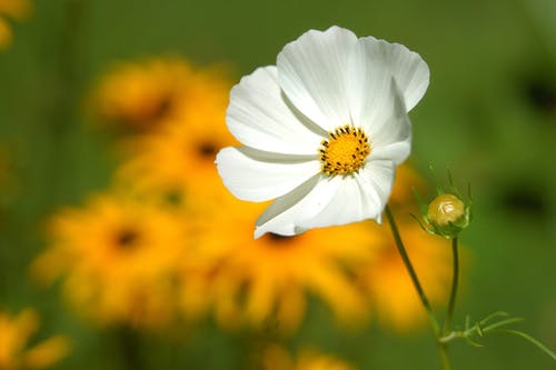 黄色花瓣花附近的白色花瓣花 · 免费素材图片